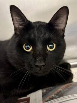Bobby -  Domestic Short Hair Cat for Adoption in Wichita, Kansas - Bobby | PetCurious