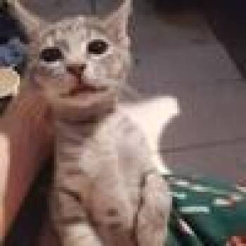Jupiter -  Domestic Short Hair Cat for Adoption in West Palm Beach, Florida - Jupiter | PetCurious