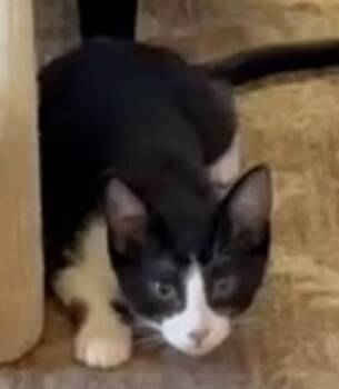 Domestic Short Hair Cats Available for Adoption - Sawyer | PetCurious