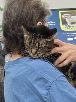 Domestic Short Hair and Tabby Cats Available for Adoption - Meribeth Bonded With Little Cutie | PetCurious