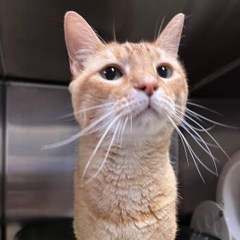 Jim -  Domestic Short Hair Cat for Adoption in York, Pennsylvania - Jim | PetCurious