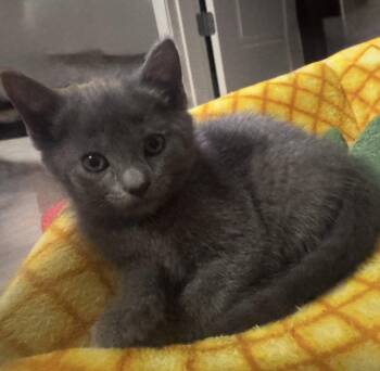 Vanessa Huxtable -  Russian Blue and Domestic Short Hair Cat for Adoption in Georgetown, Kentucky - Vanessa Huxtable | PetCurious