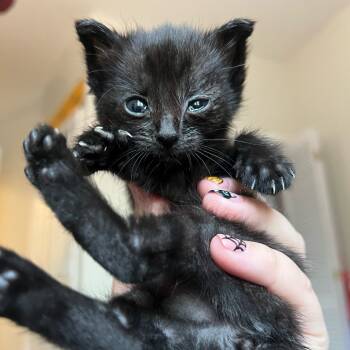 Rescue Domestic Short Hair Cats for Adoption in Troy, Illinois - Marnie | PetCurious