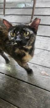PATCHOULI -  Domestic Short Hair Cat for Adoption in Conroe, Texas - PATCHOULI | PetCurious