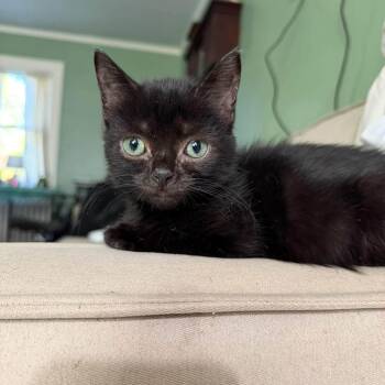 Marley -  Domestic Short Hair Cat for Adoption in Woodbury, New Jersey - Marley | PetCurious