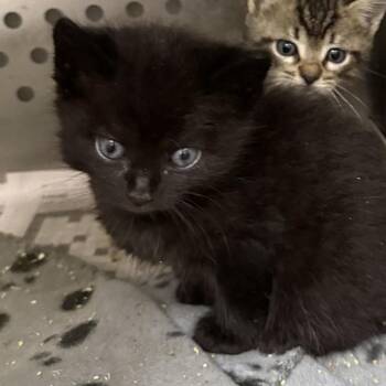 Domestic Medium Hair Cats Available for Adoption in Houston, Texas - Elton | PetCurious