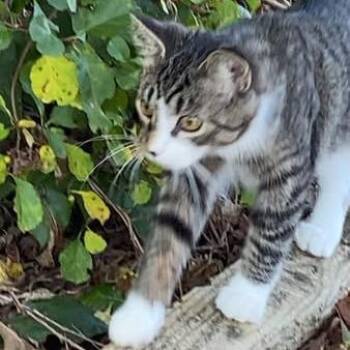 Domestic Short Hair Cats Available for Adoption in Roanoke, Virginia - Tonks | PetCurious
