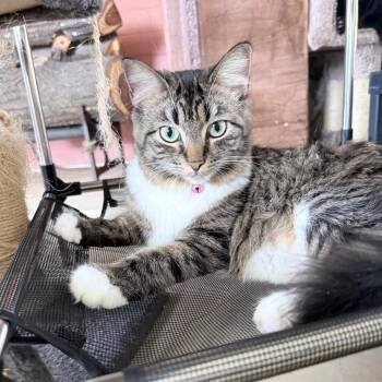 Wasabi -  Domestic Long Hair Cat for Adoption in Hollywood, Florida - Wasabi | PetCurious