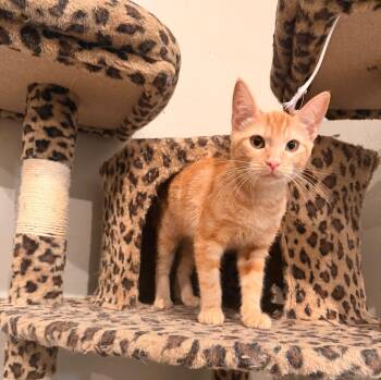Frankie -  Domestic Short Hair Cat for Adoption in Millcreek, Utah - Frankie | PetCurious