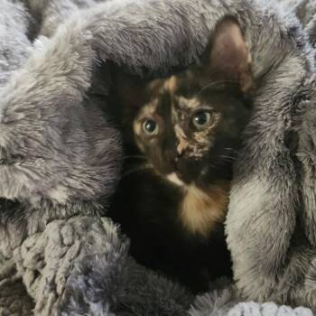 Domestic Short Hair Cats Available for Adoption in Tallahassee, Florida - Fawn Jo-AR | PetCurious