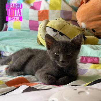 Button -  Domestic Short Hair Cat for Adoption in Vancouver, British Columbia - Button | PetCurious