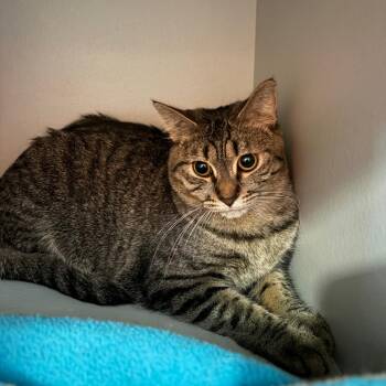 Domestic Short Hair Cats Available for Adoption in Sarasota, Florida - Topper | PetCurious