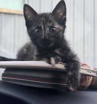 Domestic Short Hair Cats Available for Adoption - K-2 Weepy | PetCurious