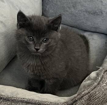Chile -  Domestic Short Hair Cat for Adoption in Lafayette, Colorado - Chile | PetCurious