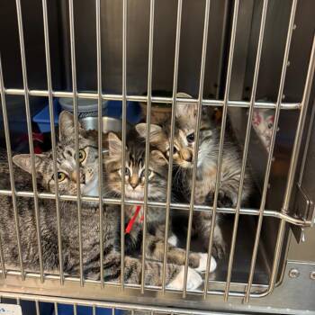 Cupcake -  Domestic Short Hair Cat for Adoption in Hopewell, Virginia - Cupcake | PetCurious