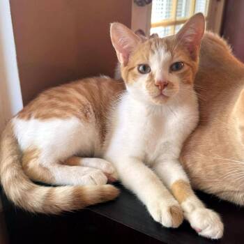 Tuna -  Domestic Short Hair Cat for Adoption - Tuna | PetCurious