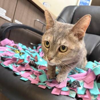 Domestic Short Hair Cats Available for Adoption in Great Falls, Montana - Clementine | PetCurious