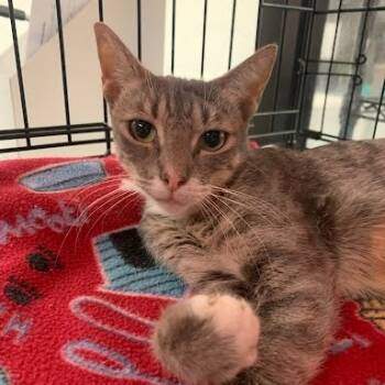 Rescue Domestic Short Hair Cats for Adoption in Austin, Texas - Spice Cabinet | PetCurious
