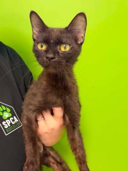 Clawdeen -  Domestic Short Hair Cat for Adoption in Delson, Quebec - Clawdeen | PetCurious