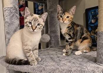 Pebbles & Bam Bam - Tortoiseshell - Bonded Siblings -  Tortoiseshell Cat for Adoption in Houston, Texas - Pebbles & Bam Bam - Tortoiseshell - Bonded Siblings | PetCurious
