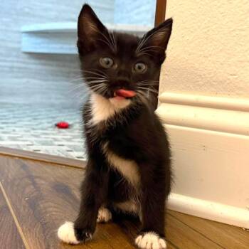 Syrup -  Domestic Short Hair Cat for Adoption in Tampa, Florida - Syrup | PetCurious