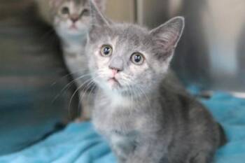 Kili -  Domestic Short Hair Cat for Adoption in Brunswick, Georgia - Kili | PetCurious