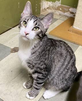 Rescue Domestic Short Hair Cats for Adoption in Los Angeles, California - Shohei (very Friendly) | PetCurious