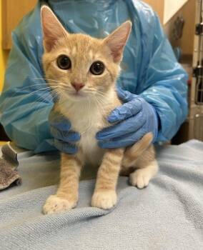 Jupiter -  Domestic Short Hair Cat for Adoption in Raleigh, North Carolina - Jupiter | PetCurious