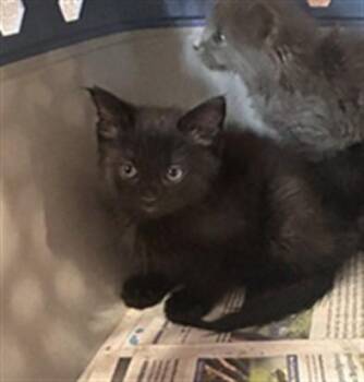 SYRAX -  Domestic Short Hair Cat for Adoption in Louisville, Kentucky - SYRAX | PetCurious