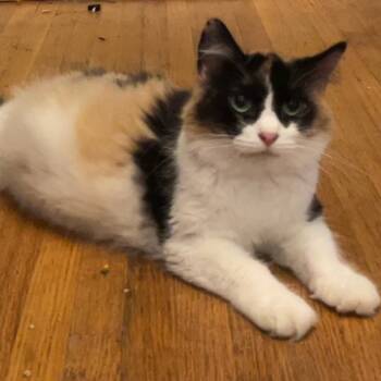 Rescue Domestic Medium Hair Cats for Adoption in Grand Rapids, Minnesota - Mara | PetCurious