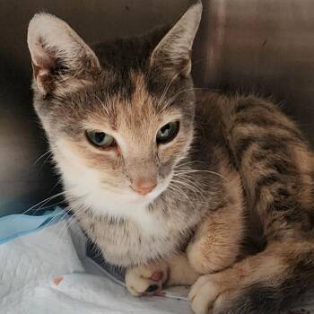 Isabella -  Domestic Short Hair Cat for Adoption in Evensville, Tennessee - Isabella | PetCurious