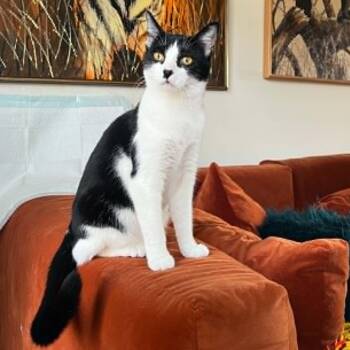 Domestic Short Hair Cats Available for Adoption in Royal Oak, Michigan - Moochie | PetCurious