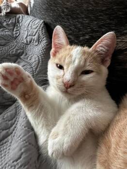 Baby Boo -  Domestic Short Hair Cat for Adoption in Millcreek, Utah - Baby Boo | PetCurious