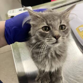 112057 -  Domestic Long Hair Cat for Adoption in Las Cruces, New Mexico - 112057 | PetCurious