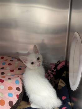 Binou -  Domestic Short Hair Cat for Adoption in Montreal, Quebec - Binou | PetCurious