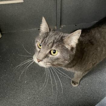 Domestic Short Hair Cats Available for Adoption in Rexburg, Idaho - Stormy | PetCurious