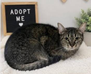 Domestic Short Hair Cats Available for Adoption in Stafford, Virginia - Flower | PetCurious