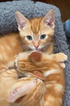 Roo -  Tabby Cat for Adoption in Hamilton, Ontario - Roo | PetCurious