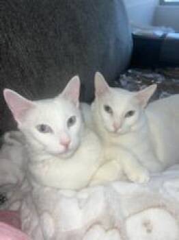 Rescue Domestic Short Hair Cats for Adoption in Chicago, Illinois - Luna & Lacey | PetCurious