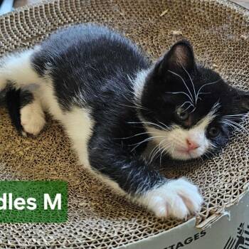 Toodles -  Domestic Short Hair Cat for Adoption in Glenfield, New York - Toodles | PetCurious