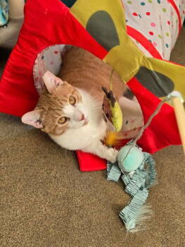Rescue Domestic Short Hair Cats for Adoption in Sayreville, New Jersey - Sammy | PetCurious