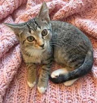 KITTEN SUSANNA -  Tabby Cat for Adoption in Franklin, Tennessee - KITTEN SUSANNA | PetCurious