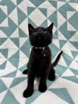 Toothless -  Domestic Short Hair Cat for Adoption in Columbus, Ohio - Toothless | PetCurious