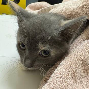 Mrs. Bolton -  Domestic Short Hair Cat for Adoption in Winston-salem, North Carolina - Mrs. Bolton | PetCurious