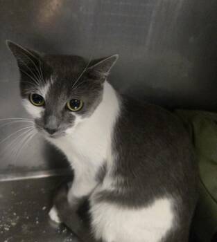 Rescue Domestic Short Hair Cats for Adoption in Bristol, Connecticut - Cat | PetCurious