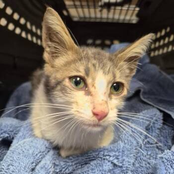 Mr. Frog (Climber) -  Domestic Short Hair Cat for Adoption in Cleveland, Mississippi - Mr. Frog (Climber) | PetCurious