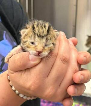 Domestic Short Hair Cats Available for Adoption in Republic, Missouri - Boar | PetCurious