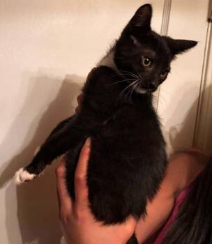 Bruce -  Domestic Short Hair Cat for Adoption in Salt Lake City, Utah - Bruce | PetCurious