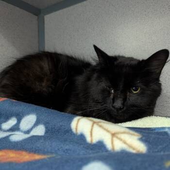 Domestic Long Hair Cats Available for Adoption in Evansville, Indiana - Binx | PetCurious