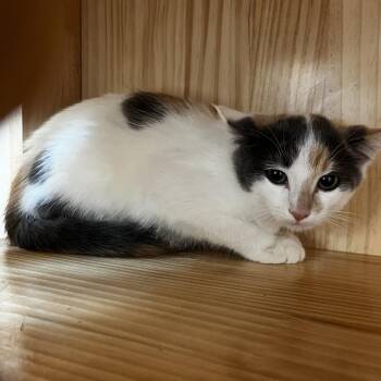 Eclair -  Domestic Short Hair Cat for Adoption in Yucca Valley, California - Eclair | PetCurious
